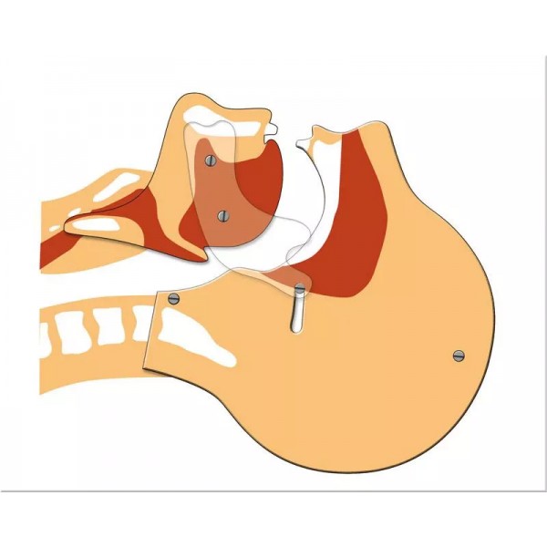Πίνακας Προσομοίωσης Αεραγωγού (Airway Simulation Board)
